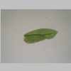 Leaf 10er 03.jpg